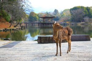 Nara 1 Day Tour (8 hours)