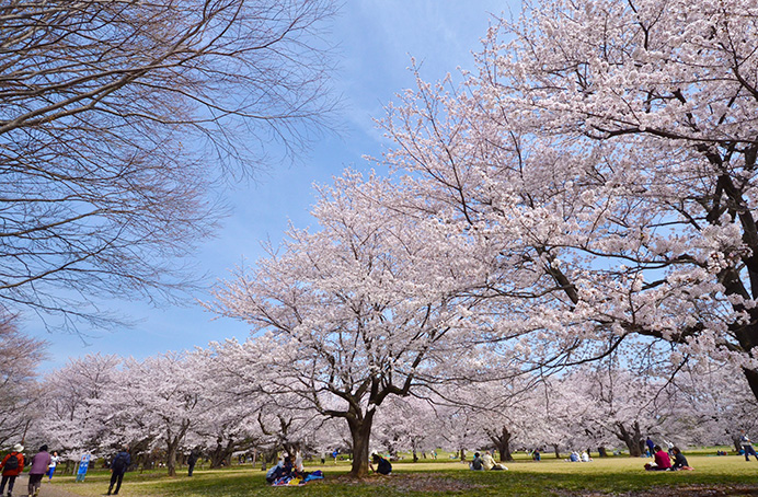 Let's Hanami in Tachikawa!, Japan, Japan Travel