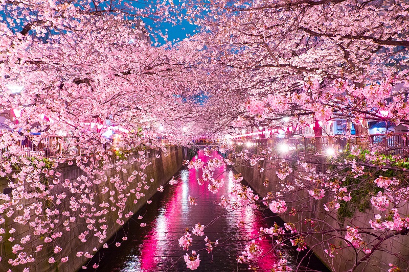 東京で桜を満喫しよう Vol 1 東 東京編 Japan Land Service