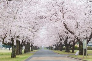 東京で桜を満喫しよう！　Vol.2～西東京編～