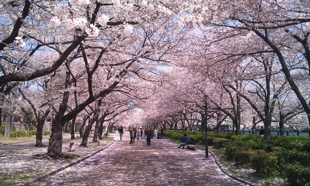 Enjoy Cherry Blossoms in Osaka! Vol.1 Osaka Japan Land Service